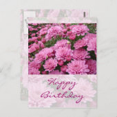 ハッピーバースデー – ピンクの菊の海#2 ポストカード (正面/裏面)