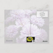 ハッピーバースデー – 紫もやの菊 ポストカード (裏面)