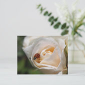 ハッピーバースデー。美しい白いバラの花 ポストカード (スタンド正面)