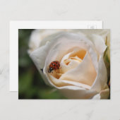 ハッピーバースデー。美しい白いバラの花 ポストカード (正面/裏面)