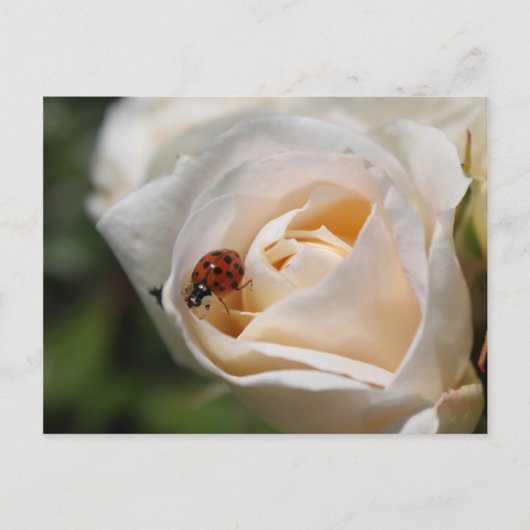 ハッピーバースデー。美しい白いバラの花 ポストカード (正面)