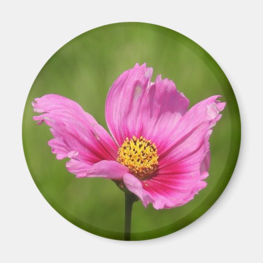 ハッピーピンクのコスモスの花 マグネット (正面)