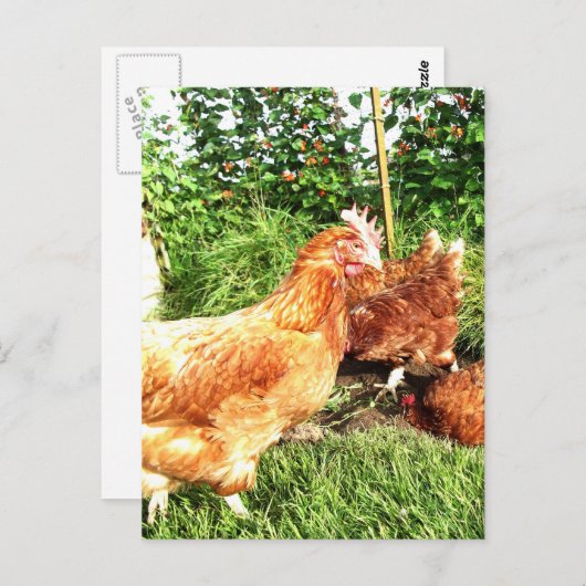 ハッピーフリーレンジのバッテリ切りニワトリ ポストカード (正面/裏面)