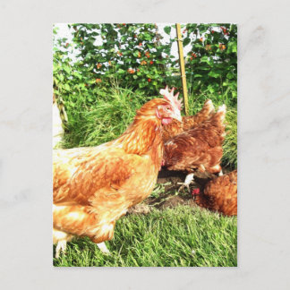 ハッピーフリーレンジのバッテリ切りニワトリ ポストカード