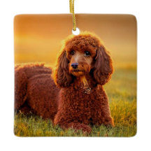 ハッピープードル