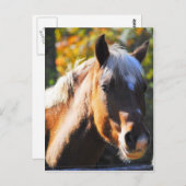 ハッピーホース ポストカード (正面/裏面)