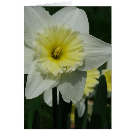 ハッピーマザーズデイフラワー (正面)