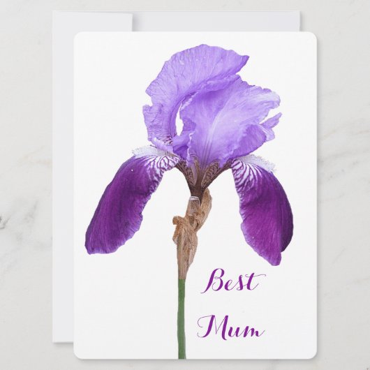 ハッピーマザーズデイ紫かわいらしの虹彩フローラ4母 シーズンカード (正面)