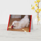 ハッピーマザーズデー – ハバニーズの子犬 カード (黄色い花)