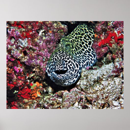 ハッピーモーレー ポスター (正面)