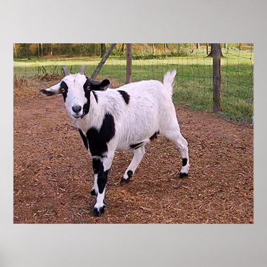 ハッピーヤギ ポスター (正面)