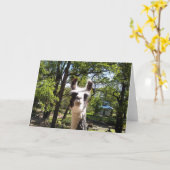 ハッピーラマ カード (黄色い花)