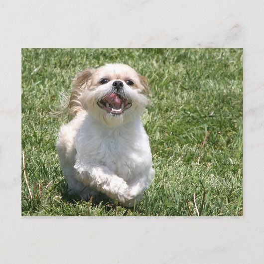 ハッピーランニングシーズー(犬)ツー ポストカード (正面)