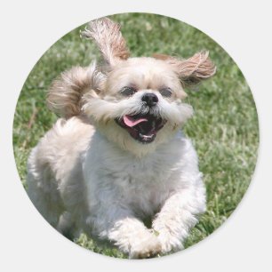 ハッピーランニングシーズー(犬)Tzu ラウンドシール