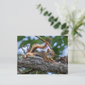 ハッピーリス ポストカード (スタンド正面)