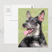 ハッピーリトル毛皮の黒白の犬のクローズアップ ポストカード (正面/裏面)