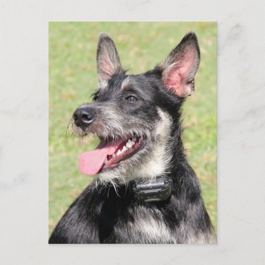ハッピーリトル毛皮の黒白の犬のクローズアップ ポストカード (正面)