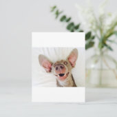 ハッピーワイマラナー ポストカード (スタンド正面)