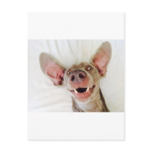 ハッピーワイマラナー