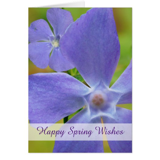 ハッピー春開花ヴィンカパープル開花 (正面)