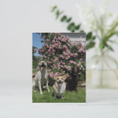 ハッピー・ボーイズ ポストカード (スタンド正面)