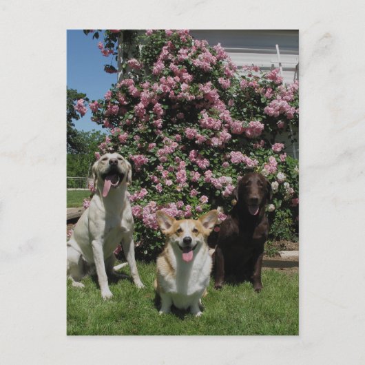 ハッピー・ボーイズ ポストカード (正面)