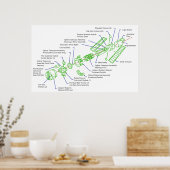 ハッブル宇宙望遠鏡の詳細図 ポスター (キッチン)