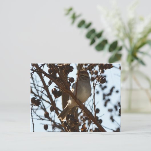 ハツキスズメ ポストカード (スタンド正面)