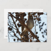 ハツキスズメ ポストカード (正面/裏面)