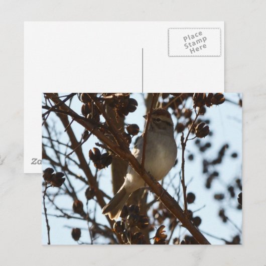 ハツキスズメ ポストカード (正面/裏面)