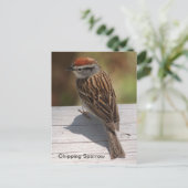 ハツキスズメ(A) ポストカード (スタンド正面)