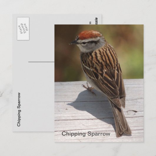 ハツキスズメ(A) ポストカード (正面/裏面)