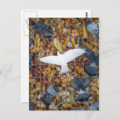 ハトがトウモロコシを手に入れる ポストカード (正面/裏面)