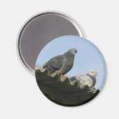 ハトが屋根の上に。 マグネット (正面/裏面)