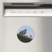 ハトが屋根の上に。 マグネット (インサイチュ (食洗機))