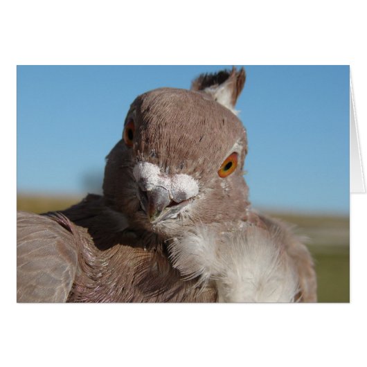 ハトさん (正面横)