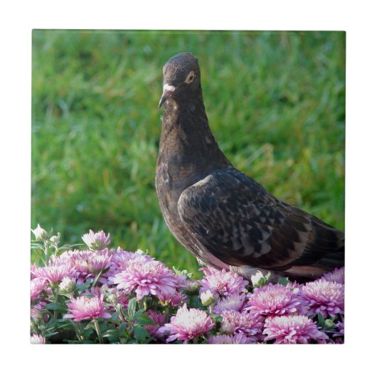 ハトとラム タイル (正面)