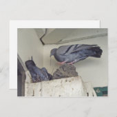 ハトのネスティング – ハガキ ポストカード (正面/裏面)