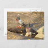 ハトのバスタイム ポストカード (正面/裏面)