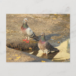 ハトのバスタイム ポストカード