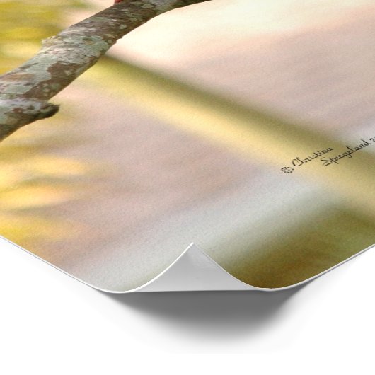 ハトの美しいポスター ポスター (角)