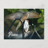 ハトの翼が平和の写真を広げる ポストカード (正面)