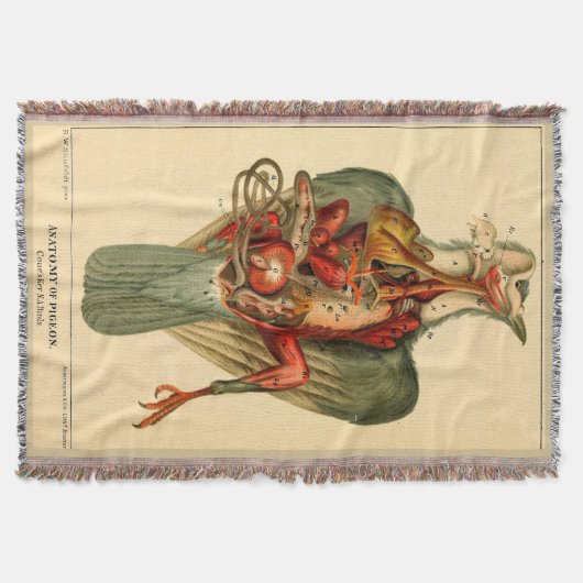 ハトの解剖学 スローブランケット (正面)