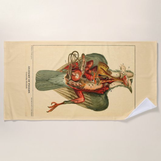 ハトの解剖学 ビーチタオル (正面)