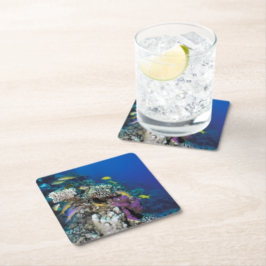 ハトフィッシュが群のまわりにれをなす小さな珊瑚 スクエアペーパーコースター (インサイチュ)