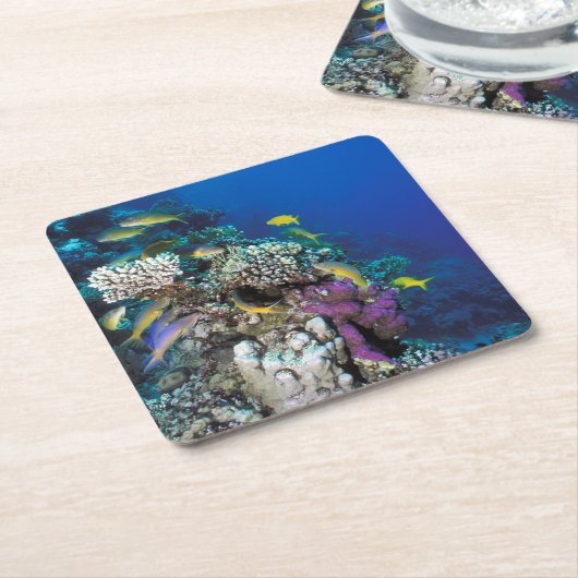 ハトフィッシュが群のまわりにれをなす小さな珊瑚 スクエアペーパーコースター (アングル)