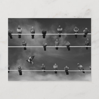 ハトフースボールポストカード ポストカード