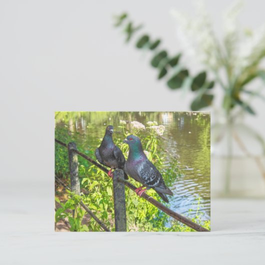 ハト二羽。ロースパークレイク，カーディフ，ウェールズ (スタンド正面)