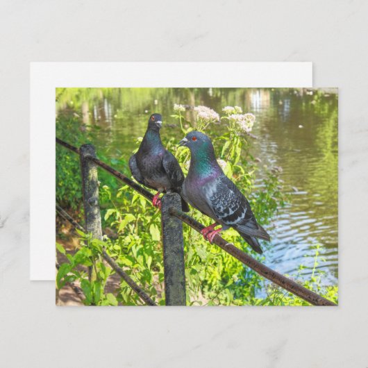 ハト二羽。ロースパークレイク，カーディフ，ウェールズ (正面/裏面)