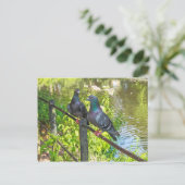 ハト二羽。ロースパークレイク,カーディフ,ウェールズ ポストカード (スタンド正面)